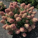 Hortenzia metlinatá (Hydrangea paniculata) ´LIVING LITTLE LOVE´® by LIVING CREATIONS® výška 20-30 cm, kont. C1,5L